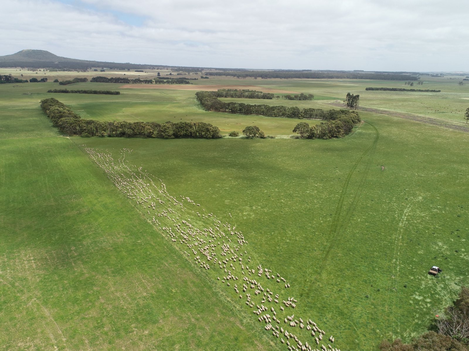 Aerial view of a flock of sheep being mustered across open green pasture