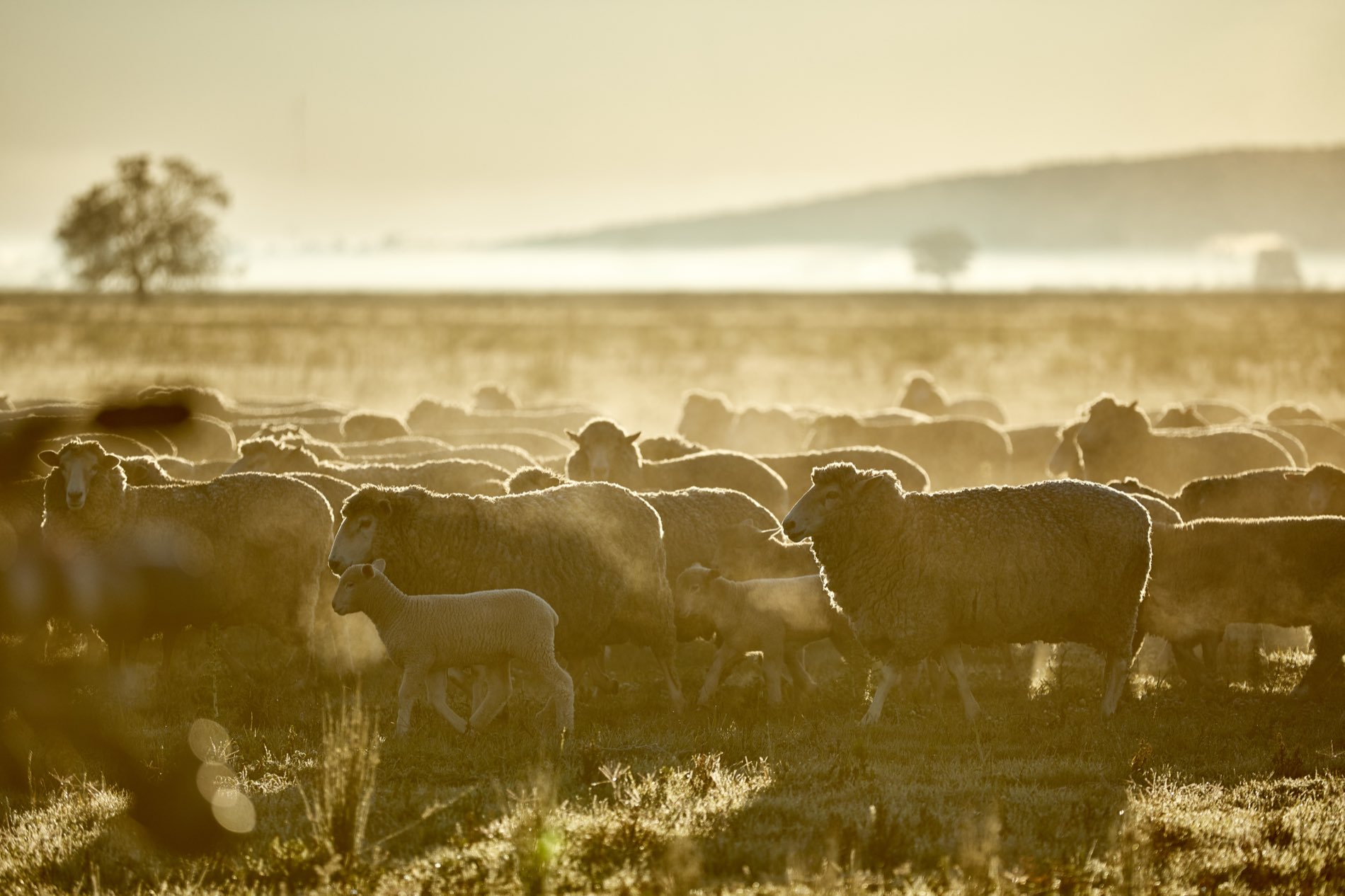 A flock of ewes and lambs in golden evening light