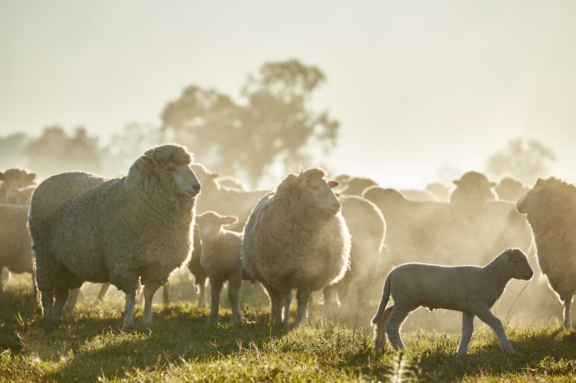 A flock of sheep and a young lamb in golden morning mist on pasture